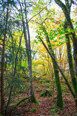 Fototapeta premium Forêt d'automne