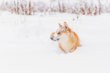 Brown pedigreed dog playing with snow on a field. Shiba inu. Beautiful dog