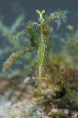 Tiny shrimp. Picture was taken near Island Bangka in North Sulawesi, Indonesia