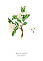 Flowering branch of hawthorn - obrazy, fototapety, plakaty