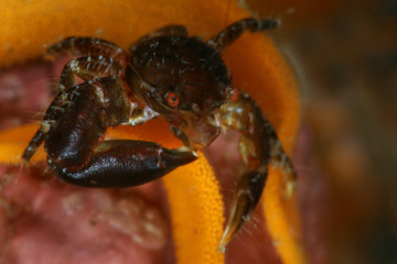 Porcelain Crab (Aliaporcellana sp.) near Island Bangka in North Sulawesi, Indonesia