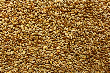 Viele Weizenkörner