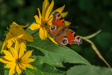 European peacock butterfly sitting on a yellow flower