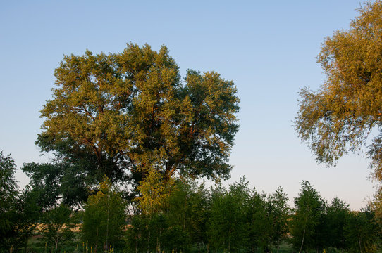 Sunrise. Early morning in the green meadow and trees and bushes far away. Summer landscape