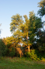 Sunrise. Early morning in the green meadow and trees and bushes far away. Summer landscape