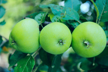 Cropped Shot Of A Branch With Three Apples. Apple Tree, Close Up.
