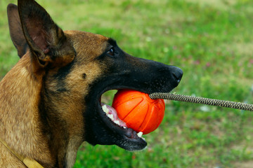 Dog Playing With A Red Ball. Cropped Shot Of Malinois Dog.
