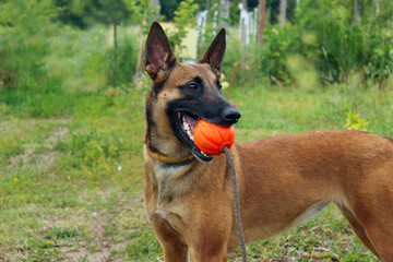 Dog Playing With A Red Ball. Cropped Shot Of Malinois Dog.
