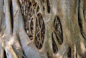 Wood texture background.Thailand.