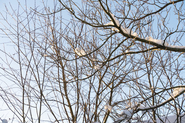 tree branches without leaves on sky background