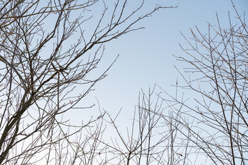 tree branches without leaves on sky background