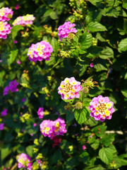 Lantana es un género de plantas con flor de la familia Verbenaceae