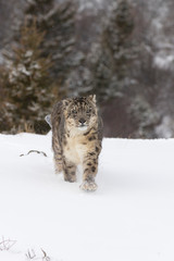 Rare, endangered, elusive Snow Leopard in cold winter snow scene