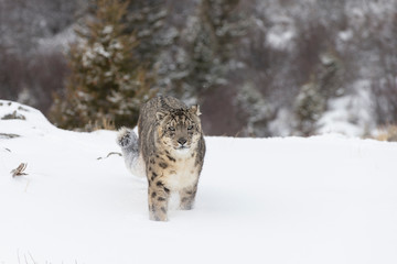 Rare, endangered, elusive Snow Leopard in cold winter snow scene