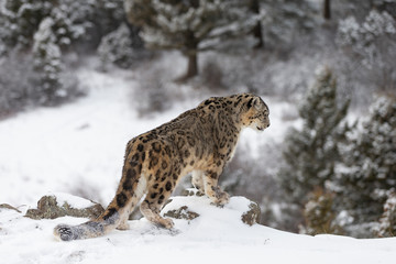 Rare, endangered, elusive Snow Leopard in cold winter snow scene