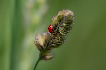 coccinelle