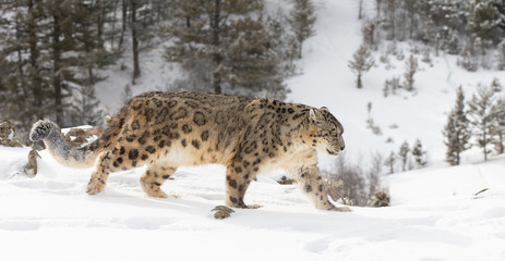 Rare, endangered, elusive Snow Leopard in cold winter snow scene