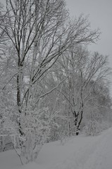 Schneetreiben im winterlichen Park