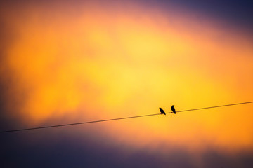 Sunset sky,Bird sitting on electric wire a have sunset sky background.Thailand.
