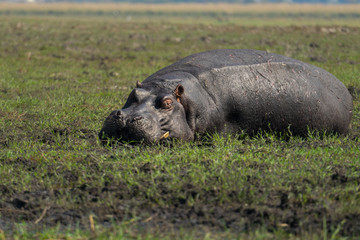 chobe hippo in the grass