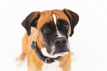 Obraz premium Portrait of brown pedigreed dog on the snow. Boxer.