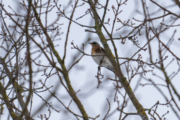 Fieldfare sitting in a maze of branches