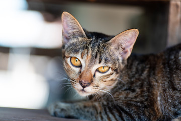 Portrait of cute tabby cat looking at camera