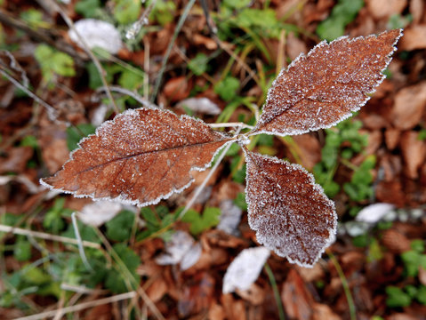 bella immagine invernale di foglie gelate
