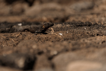 Wild lizard walking along the sandy ground