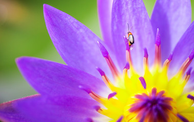 Insect on yellow and pink or purple lotus flower in lake of nature