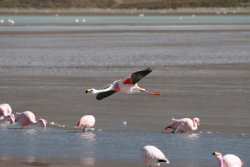 Lądujący flaming różowy