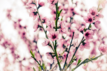 pink flowers in garden
