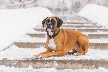 Brown pedigreed dog lying on the snowy road. Boxer. Beautiful hunter dog