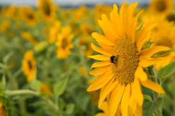 field yellow sunflowers