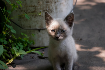 Siamese Shorthair cat is walking on the asphalt. Blue eyed little domestic kitten. Village pet. Creamy fur. Grey background