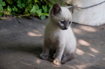 Siamese Shorthair cat is walking on the asphalt. Blue eyed little domestic kitten. Village pet....