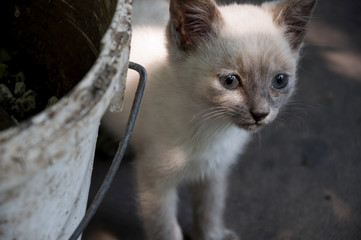 Siamese Shorthair cat is walking on the asphalt. Blue eyed little domestic kitten. Village pet....