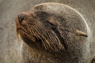 seals at cape cross seals reserve namibia africa