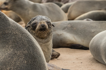 Fototapeta premium seals at cape cross seals reserve namibia africa