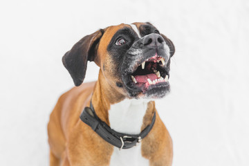 Agressive dog sitting on the snow. Brown pedigreed dog. Boxer