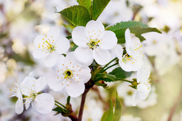 White cherry blossoms. Berry trees during flowering_