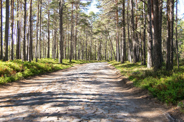 ancient stone road in forest