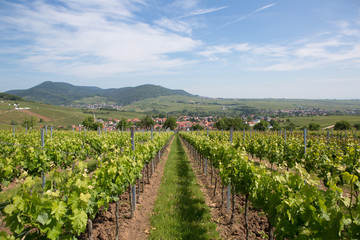 Fototapeta na wymiar Wine fields wineyards germany