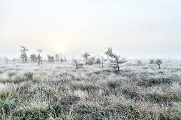foggy dawn in the swamp