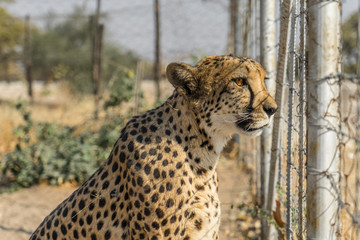 domesticated cheetah in Otjitotongwe Cheetah Guestfarm namibia