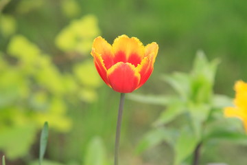 red tulips in the garden