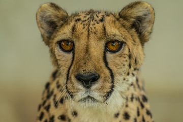 domesticated cheetah in Otjitotongwe Cheetah Guestfarm namibia - obrazy, fototapety, plakaty