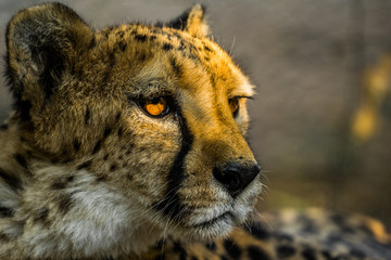 domesticated cheetah in Otjitotongwe Cheetah Guestfarm namibia