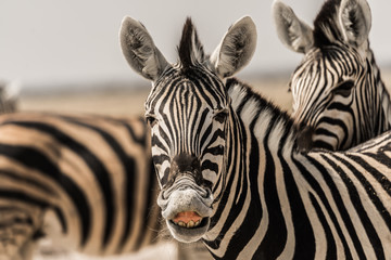 Fototapeta na wymiar smiling zebra in etosha national park namibia