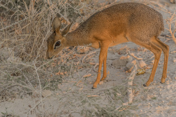 africa namibia etosha dik dik smallest antelope